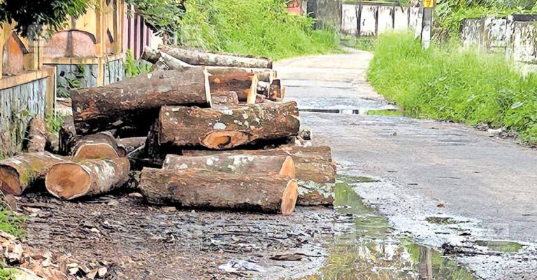 pta-thiruvalla-road-side-woods.jpg
