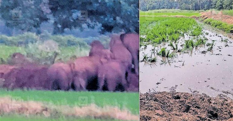puthussery-wild-elephant.jpg