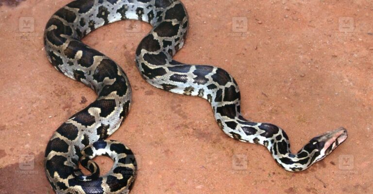 python-snake-1.jpg