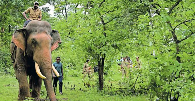 railway-elephant-detection.jpg