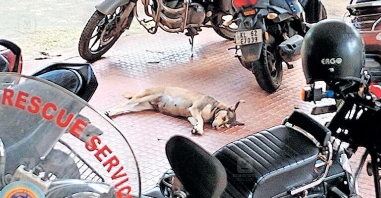 ranni-civil-station-stray-dogs.jpg