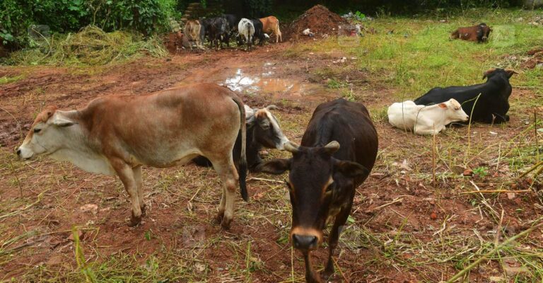 stray-cattle.jpg