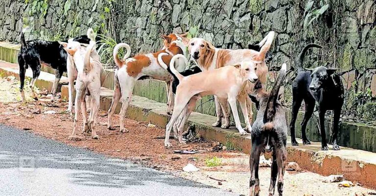 stray-dog-attack-kumaranellur.jpg