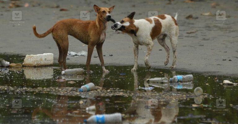 stray-dog-issue.jpg