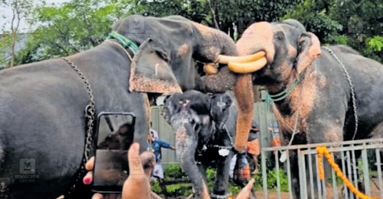 temple-elephant-fight-injuries.jpg