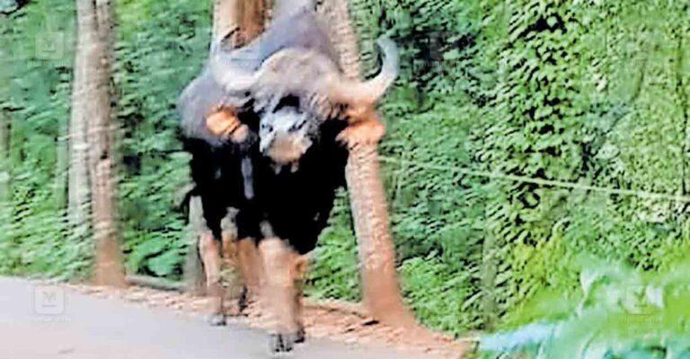 thiruvananthapuram-wild-beast.jpg