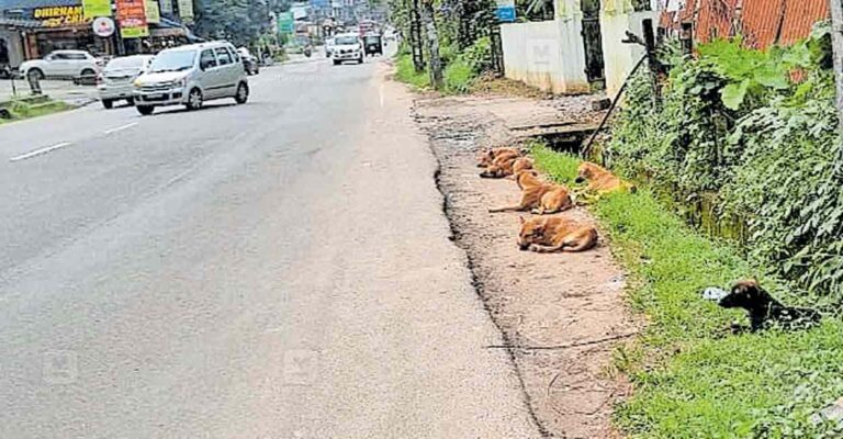 thodupuzha-stary-dog.jpg