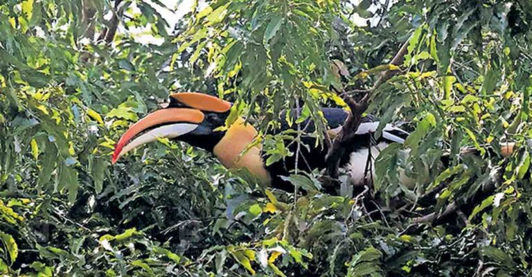 thrissur-bird.jpg