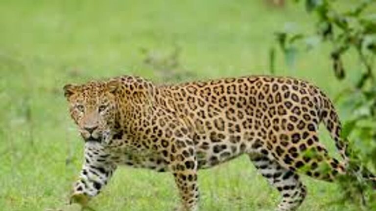 w-1280h-720format-jpgimgid-01jt000sq0yd4ezf30p2qm6ywbimgname-leopord-1745904232160.jpg