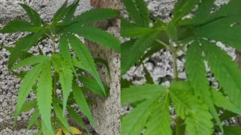 w-1280h-720format-jpgimgid-01k1tzzethsag00c9q785yp0skimgname-cannabis-plant-1754326350673.jpg
