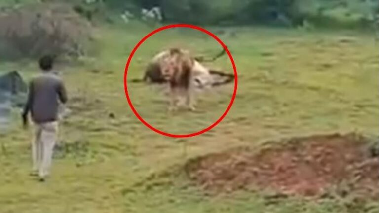 w-1280h-720format-jpgimgid-01k1whqx7r01j1ry0wbwvpqebpimgname-man-records-video-of-lion-eating-pr.jpeg