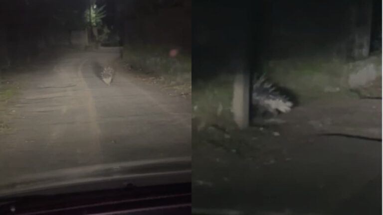 w-1280h-720format-jpgimgid-01k22qc7kf6xgzgz793s3tk5ghimgname-hedgehogs-spread-terror-in-thiruval.jpeg