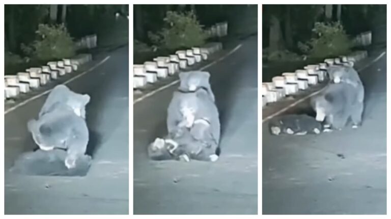 w-1280h-720format-jpgimgid-01k26tffxx0xqm8zechyw7n1nnimgname-mother-bear-trying-to-carry-her-cub.jpeg