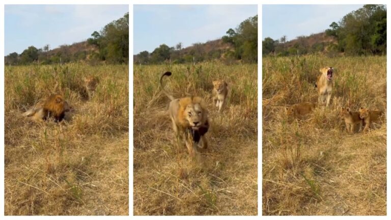 w-1280h-720format-jpgimgid-01k29staabmgz2h67dnqfcfj0bimgname-lion-escaping-from-babysitting-1754.jpeg