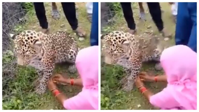 w-1280h-720format-jpgimgid-01k2af9rnjwk35gg8zxmd7sxq8imgname-woman-tied-a-rakhi-to-the-leopard-1.jpeg