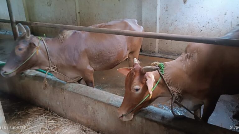 w-1280h-720format-jpgimgid-01k3b1tw6h0tscnx8fx7dfq8bqimgname-cows-1755938910417.jpg
