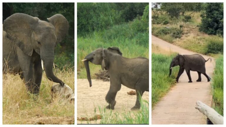 w-1280h-720format-jpgimgid-01k3v8x5m04r062nw7t9g6pbcmimgname-elephants-reaction-after-knowing-sk.jpeg