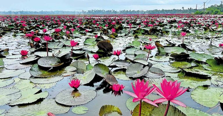 water-lily.jpg