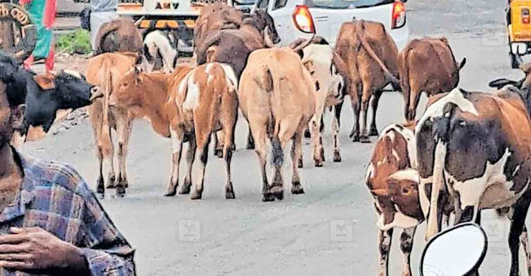wayanad-animals.jpg