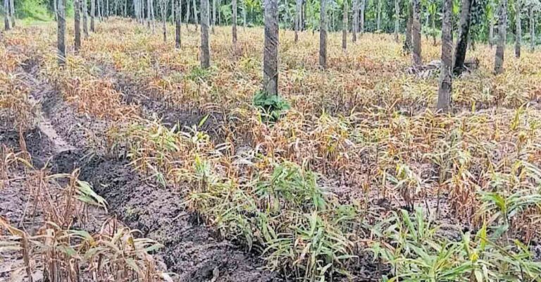 wayanad-appachan-gingger-farming.jpg