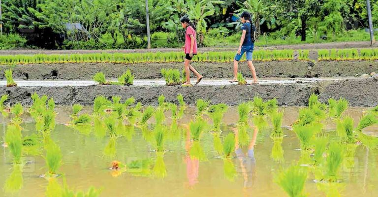 wayanad-farming-seeds.jpg