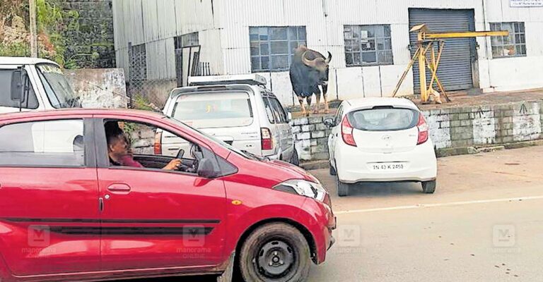 wayanad-gudallur-bison.jpg