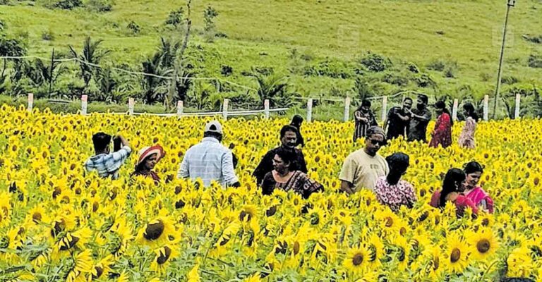 wayanad-gundalpettu-flowers.jpg