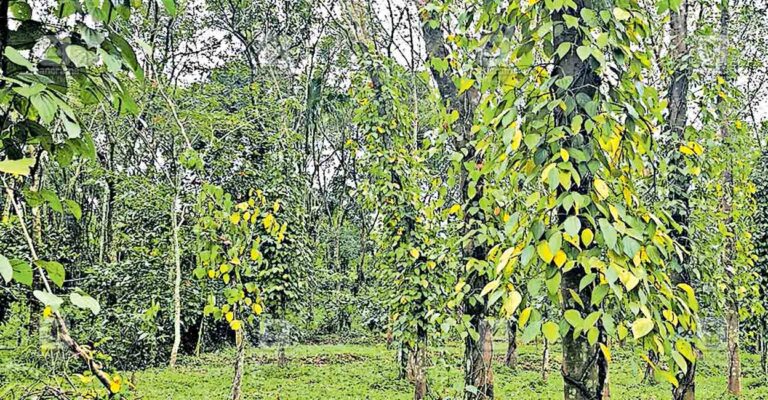 wayanad-puthadi-black-peper.jpg