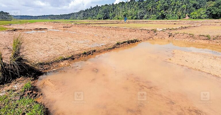 wayanad-rain-agricultural-loss.jpg