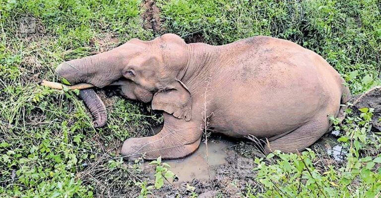 wayanad-wild-elephant.jpg