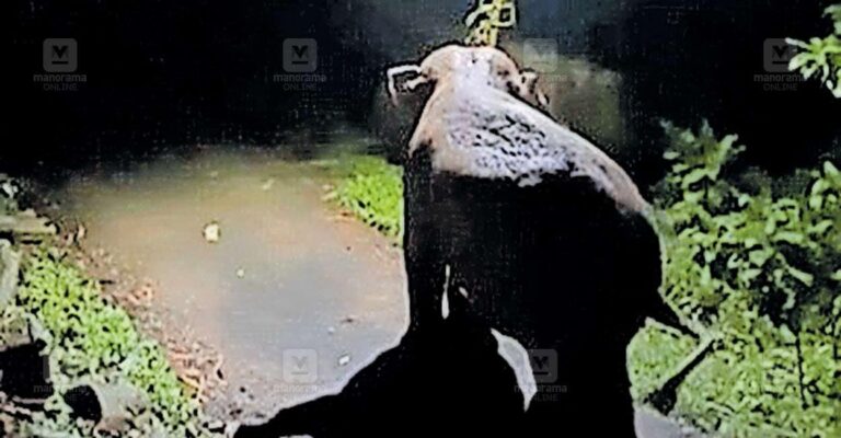 wayanad-wild-elephant-threat.jpg