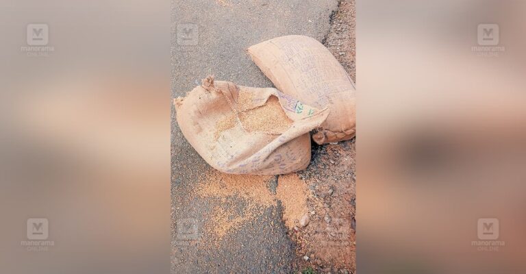 wheat-on-road-angamaly.jpg