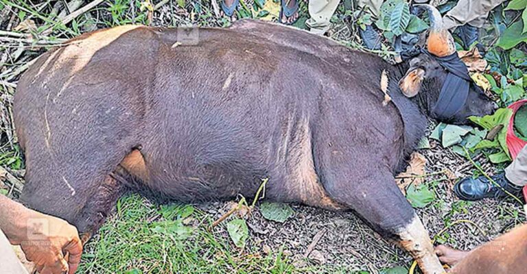wild-bison.jpg