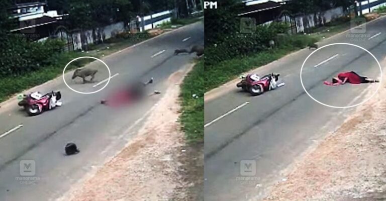 wild-boar-accident-scooter.jpg