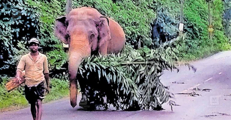 wild-elephant.jpg