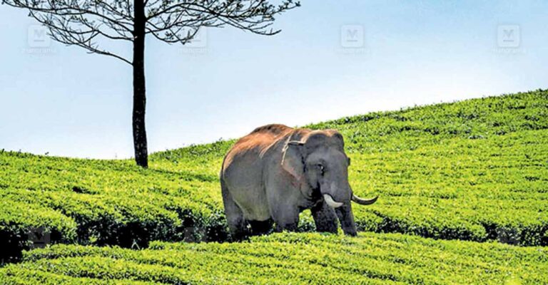1757052491_wild-elephant.jpg