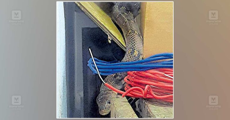 1757708435_snake.jpg