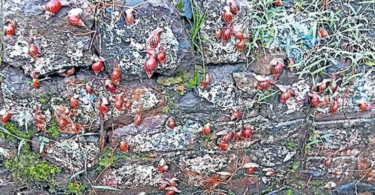 1758860644_african-snail.jpg