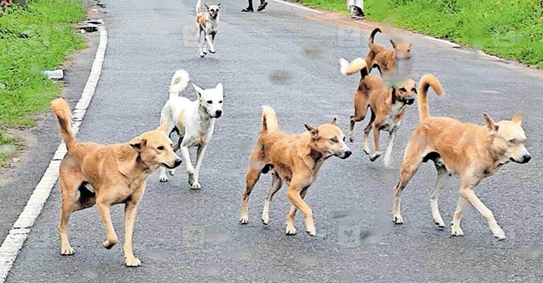 1758879504_stray-dogs.jpg