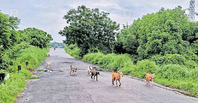 1758964228_stray-dogs.jpg