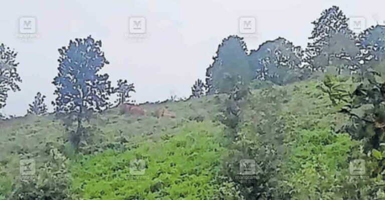 1759121887_gudalur-wild-elephant.jpg