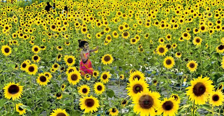 Sunflower-garden.jpg