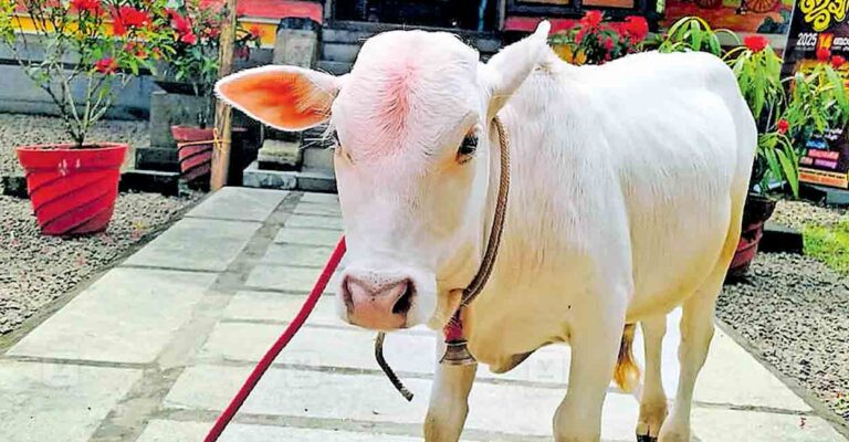 Temple-Cow.jpg