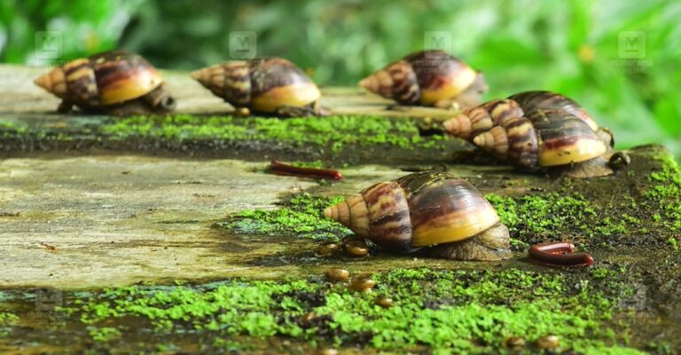 african-snails-1.jpg