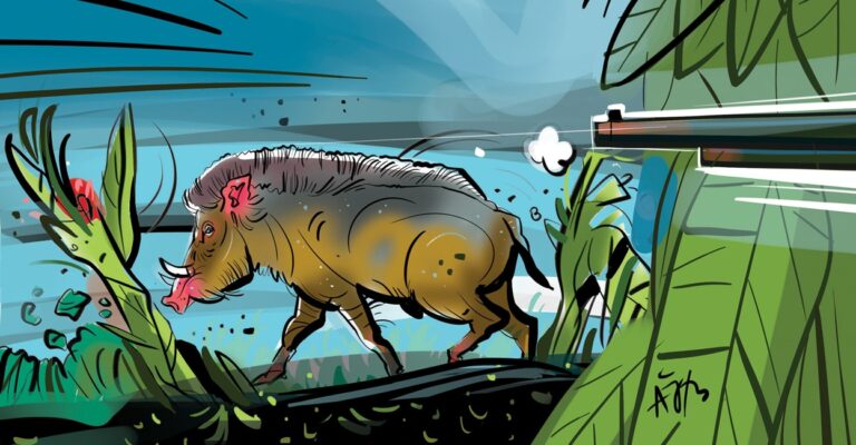 alappuzha-wild-boar.jpg