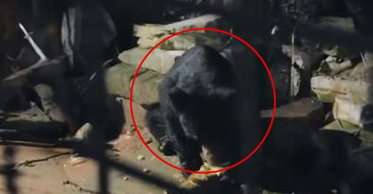 bear.jpg
