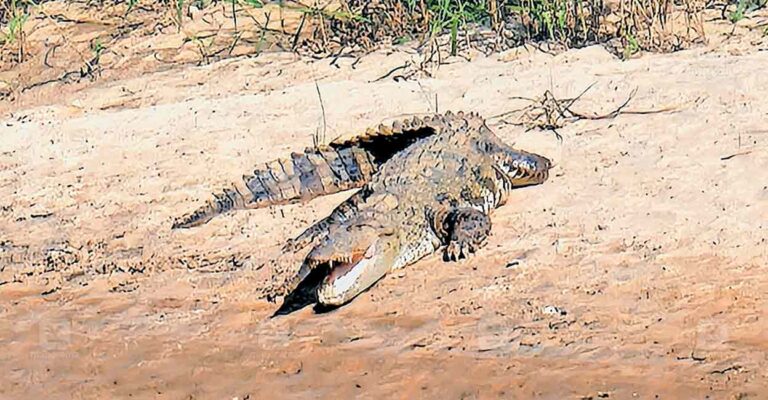 cheekallur-crocodile.jpg