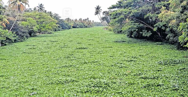 cherthala-water-vegitation.jpg