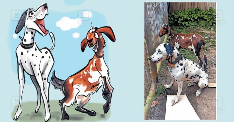 dog-and-goat-friendship.jpg