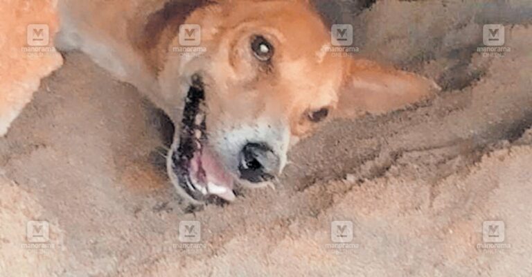 dog-stuck-in-concrete-slab.jpg